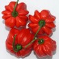 Preview: Chili Habanero El Remo (Schärfe 2) (Samen)