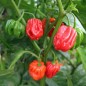 Preview: Chili Habanero El Remo (Schärfe 2) (Samen)