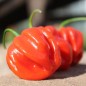Preview: Chili Habanero El Remo (Schärfe 2) (Samen)