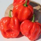 Preview: Chili Habanero El Remo (Schärfe 2) (Samen)