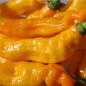 Preview: Chili Habanero Hot Lemon (Schärfe 10) (Samen)