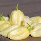 Preview: Chili Habanero White Giant (Schärfe 10) (Samen)