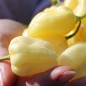 Preview: Chili Habanero White Giant (Schärfe 10) (Samen)