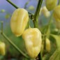 Preview: Chili Habanero White Giant (Schärfe 10) (Samen)