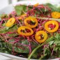 Preview: Chili Jalapeno orange (Schärfe 3) (Samen)