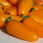 Preview: Chili Jalapeno orange (Schärfe 3) (Samen)