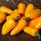 Preview: Chili Jalapeno orange (Schärfe 3) (Samen)