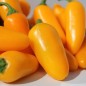 Preview: Chili Jalapeno orange (Schärfe 3) (Samen)