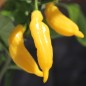 Preview: Chili Lemon Drop (Schärfe 7) (Samen)
