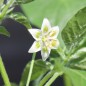 Preview: Chili Lemon Drop (Schärfe 7) (Samen)