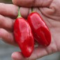 Preview: Chili Manabi Sweet (Schärfe 1) (Samen)