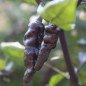 Preview: Chili Mojo Blackie (Schärfe 10+) (Samen)