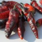 Preview: Chili Mojo Blackie (Schärfe 10+) (Samen)