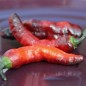Preview: Chili Mojo Blackie (Schärfe 10+) (Samen)