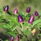 Preview: Chili NuMex Twilight (Schärfe 7) (Samen)