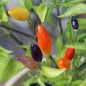 Preview: Chili NuMex Twilight (Schärfe 7) (Samen)