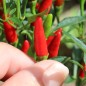 Preview: Chili Pequin da Ischia (Schärfe 9) (Samen)