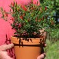 Preview: Chili Pequin da Ischia (Schärfe 9) (Samen)