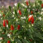 Preview: Chili Pequin da Ischia (Schärfe 9) (Samen)