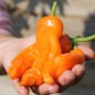 Preview: Chili Peter Pepper orange (Schärfe 9) (Samen)