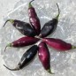 Preview: Chili Pimenta da Neyde (Schärfe 10) (Samen)