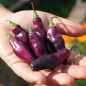 Preview: Chili Pimenta da Neyde (Schärfe 10) (Samen)