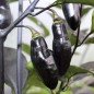Preview: Chili Pimenta da Neyde (Schärfe 10) (Samen)