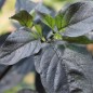 Preview: Chili Pimenta da Neyde (Schärfe 10) (Samen)