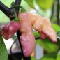 Preview: Chili Pink Tiger (Schärfe 10+) (Samen)