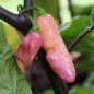 Preview: Chili Pink Tiger (Schärfe 10+) (Samen)