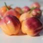 Preview: Chili Purple Peach (Schärfe 5) (Samen)