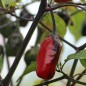 Preview: Chili Purple Tiger (Schärfe 5) (Samen)