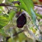 Preview: Chili Purple Tiger (Schärfe 5) (Samen)