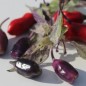Preview: Chili Purple Tiger (Schärfe 5) (Samen)