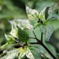 Preview: Chili Purple Tiger (Schärfe 5) (Samen)
