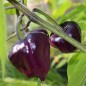 Preview: Chili Purple Ufo (Schärfe 6) (Samen)