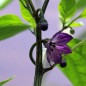 Preview: Chili Purple Ufo (Schärfe 6) (Samen)