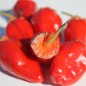 Preview: Chili Roche Colorée (Schärfe 4) (Samen)