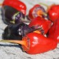 Preview: Chili Roche Colorée (Schärfe 4) (Samen)