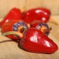 Preview: Chili Roche Colorée (Schärfe 4) (Samen)