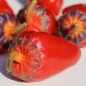 Preview: Chili Roche Colorée (Schärfe 4) (Samen)
