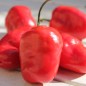 Preview: Chili Rocoto Manzano Rojo (Schärfe 8) (Samen)