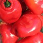 Preview: Chili Rocoto Manzano Rojo (Schärfe 8) (Samen)