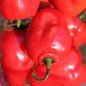 Preview: Chili Rocoto Manzano Rojo (Schärfe 8) (Samen)