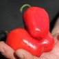 Preview: Chili Rocoto Manzano Rojo (Schärfe 8) (Samen)