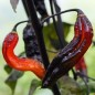 Preview: Chili Rouge Noir (Schärfe 10+) (Samen)