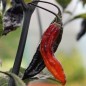 Preview: Chili Rouge Noir (Schärfe 10+) (Samen)