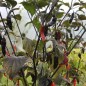 Preview: Chili Rouge Noir (Schärfe 10+) (Samen)