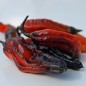 Preview: Chili Rouge Noir (Schärfe 10+) (Samen)