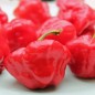 Preview: Chili Scotch Bonnet Red (Schärfe 10) (Samen)